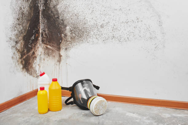Best Residential Mold Removal  in Battle Ground, IN