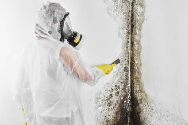 Best Office Mold Removal Services  in Battle Ground, IN