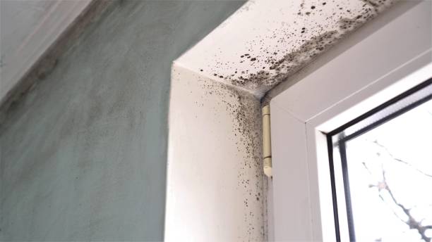 Best Fast Mold Removal  in Battle Ground, IN