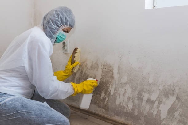 Best Mold Damage Repair  in Battle Ground, IN