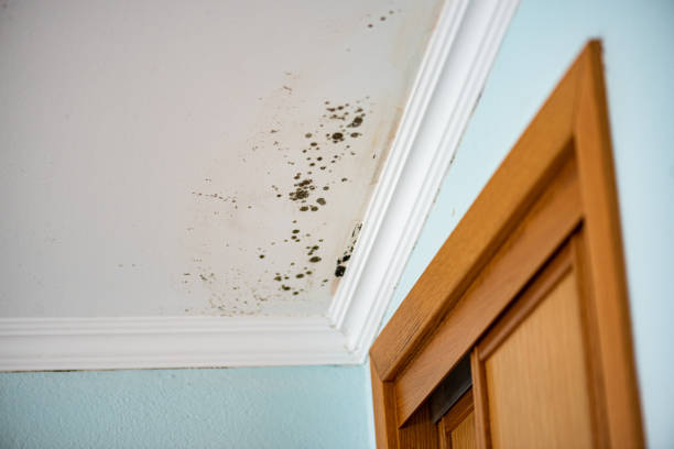 Best Affordable Mold Removal  in Battle Ground, IN