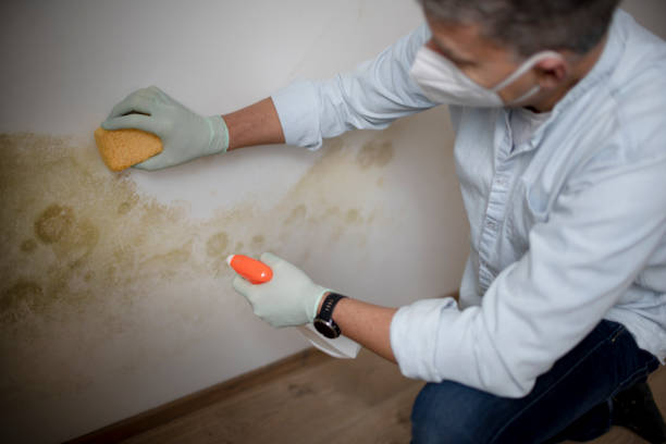 Best Attic Mold Removal  in Battle Ground, IN