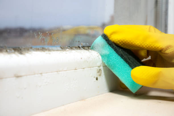 Certified Mold Removal in Battle Ground, IN