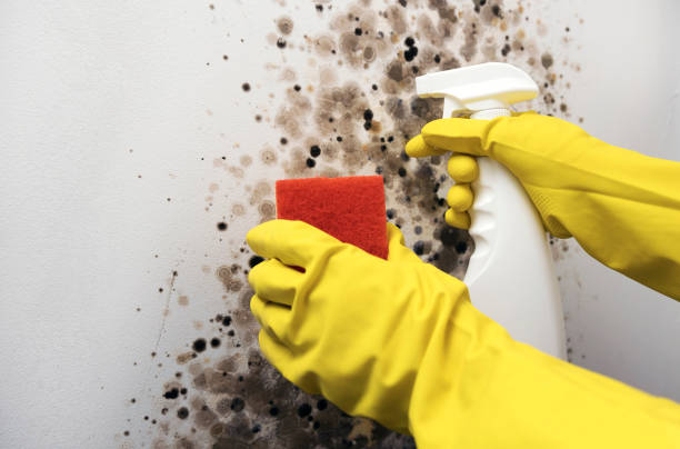 Office Mold Removal Services in Battle Ground, IN