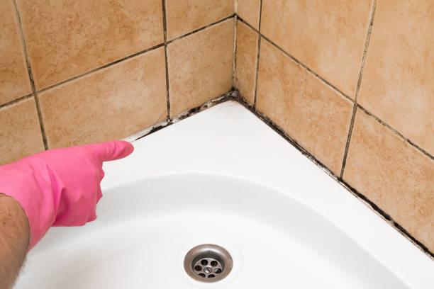 Best Mold Cleaning Services  in Battle Ground, IN