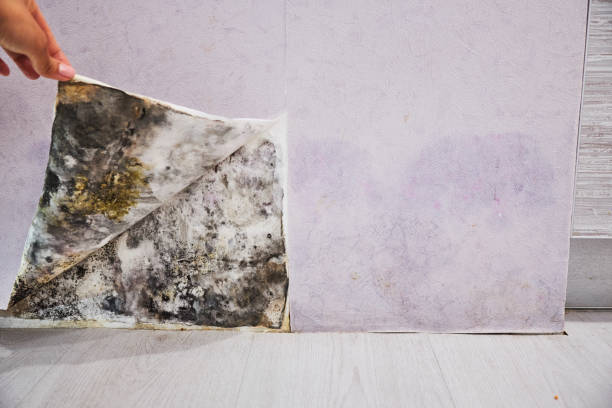 Best Mold Removal Near Me  in Battle Ground, IN